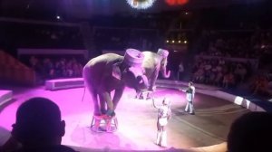 Слоники. Итальянский цирк.