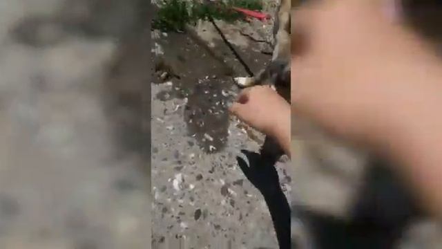 Идём на речку //купаться//VLOG❤️❤️❤️ смотреть онлайн