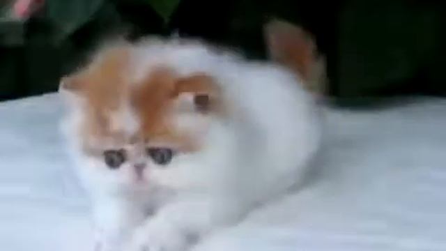 кошка, прикол с кошкой, прикольная кошка, смешное видео, прикол 2014, пирколы, сборник приколов смотреть онлайн