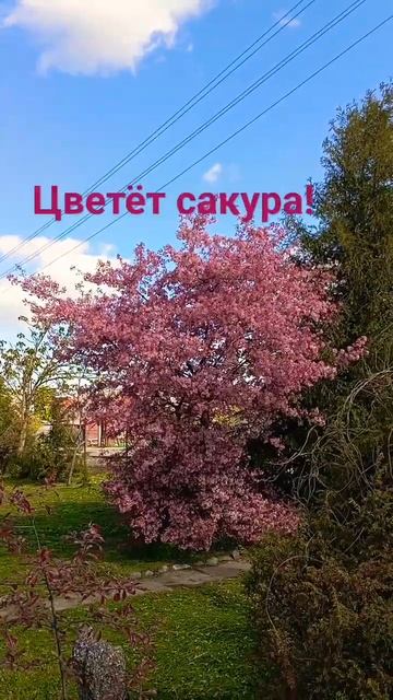 Вот так красиво цветёт сакура!❤️🙏 Оказывается, уже не редкость на севере Беларуси!😀😉👍 смотреть онлайн