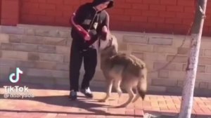 Очередная подборка Чеченских приколов | Чеченец и Волк