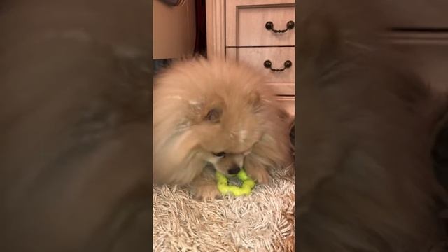 Как забрать у шпица игрушку???🤪 смотреть онлайн