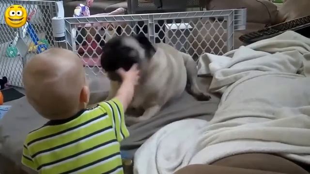 Смешные Мопсы и Смешные Дети видео сборник. смотреть онлайн