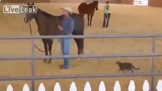 Озверевший котик смотреть онлайн