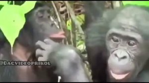 Две обезьяны, это просто ржачка!!!!!!