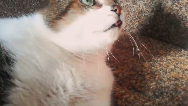 Смешной котик показывает язык:) смотреть онлайн