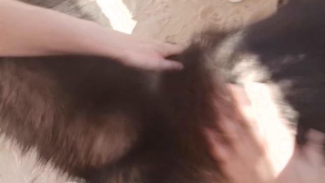 собаки хаски
