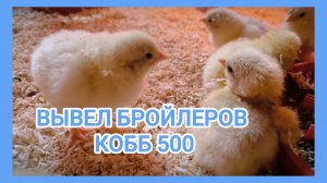 Вывел бройлеров КОББ 500 в инкубаторе, результатом доволен!