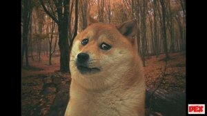 Мистер лис это жулик?!/аманда путешественница/amanda the adventure