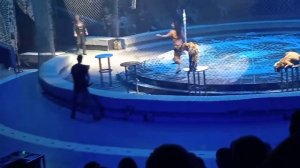 цирк в владивостоке