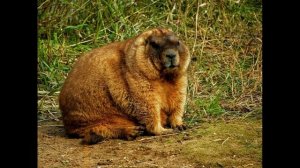 Сурок байбак