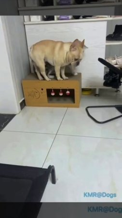 В тесноте, да не в обиде😂 ( видео про собак и кошек )