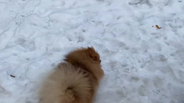 Шпиц Марк на прогулке. смотреть онлайн