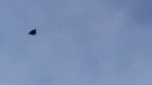 Николаевские голуби г. Енакиево  Парфенов В. И.  (071 426 16 34)