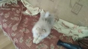 Ругаю щенка шпица, а он огрызается. Смешное видео )