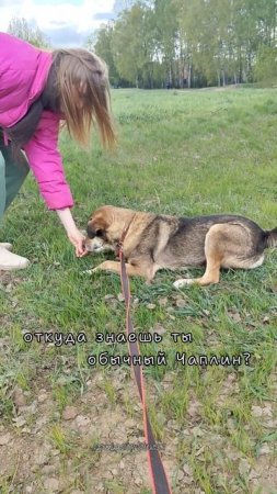 Я Чаплин и я любить умею