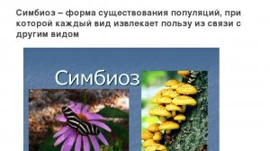 Природные секреты роста церкви: СИМБИОЗ