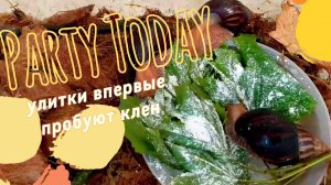 ✨🐌Улитки впервые пробуют листья ☘️ клена🐌✨