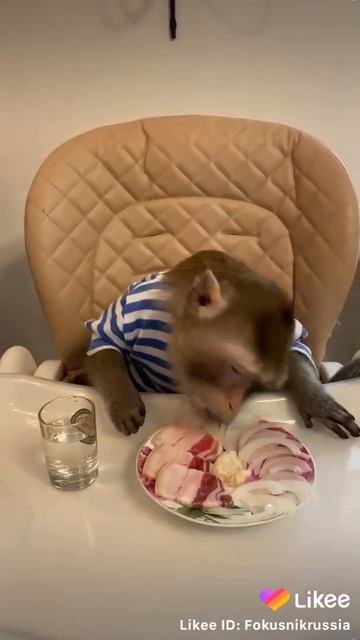 Смешная обезьянка смотреть онлайн