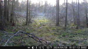 20240428 Лось идет к болоту