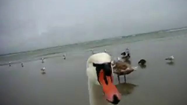 Гусиная охота смотреть онлайн