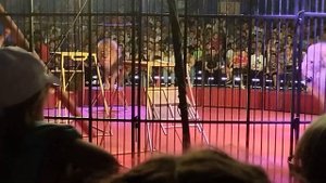 Львы в цирке!🦁