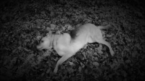 СОБАКА ЛАЕТ СПОЗАРАНКУ 
Слова- Анна Петрова
Музыка, вокал, клип - medoman