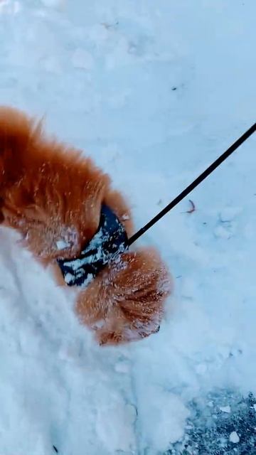 Снежный пес !!!@ смотреть онлайн