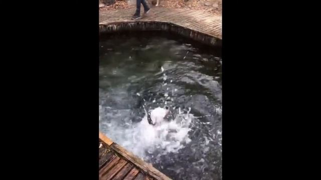 ЛУЧШИЕ ПРИКОЛЫ 2020 Май!!!СМОТРЕТЬ ДО КОНЦА)))))))))
