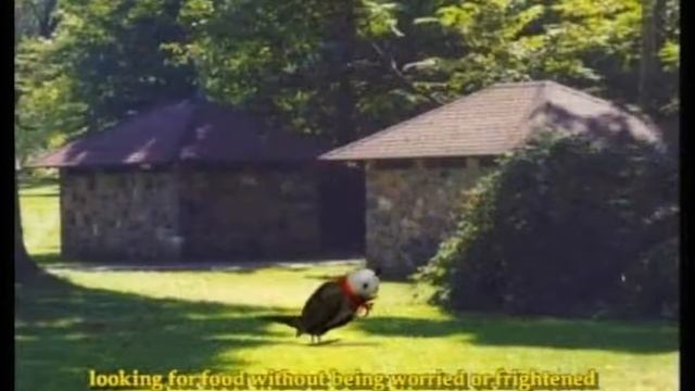 GIS Software First African Arabian Egyptian Convert GIS Shape to HTML Google Map Web GIS Mobile GPS смотреть онлайн