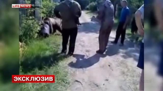 Медвежонка освободили от бочки на голове смотреть онлайн