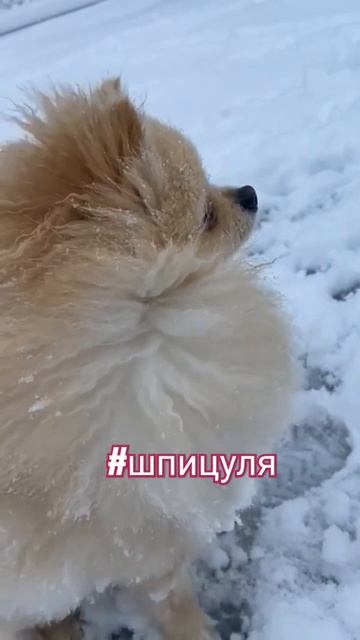 Шпицуля на прогулке, а зима в радость 👏❤ #шпицуля, #шпицулик, #шпиц,