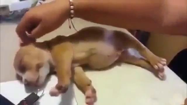 ПРИКОЛ.Когда понедельник и нужно вставать на работу а не хочется)FUNNY.