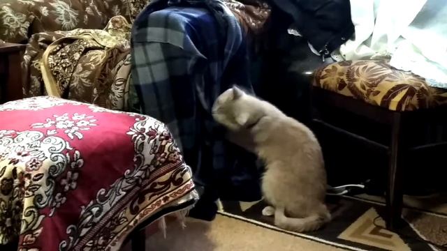 СПАЛИЛСЯ / Приколы про котов / Смотреть и смеяться смотреть онлайн