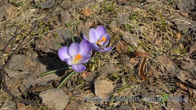 Шмель и цветы в парке в Москве - Bumblebee and flowers in Moscow park смотреть онлайн