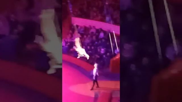 Цирк Одеса. Новорічне шоу. смотреть онлайн