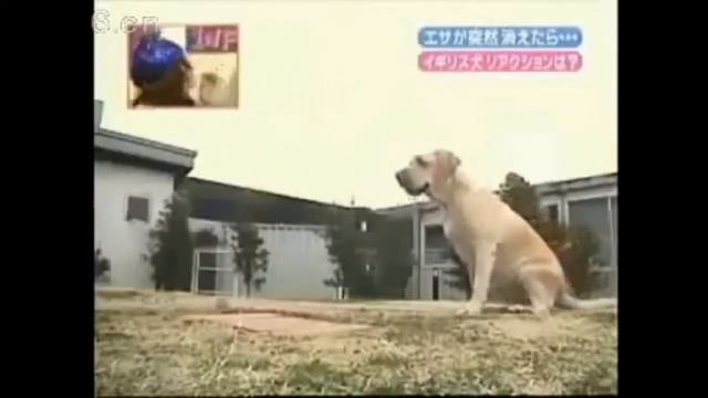 Японский пранк над собаками (приколы с собаками). смотреть онлайн