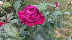 Domaine Dittiere is very fragrant full deep pink hybrid tea rose which I can definitely recommend