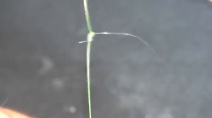 Как привязать поводок ,чтобы не путался_ Простой способ.