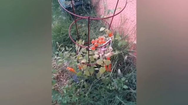 How To Grow Tomato Orange Grape From Seeds.. Pictorial version step by step.. смотреть онлайн