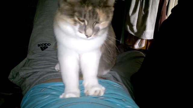 кошка прикалывается.. смотреть онлайн