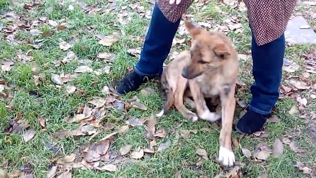 Попытка гипноза смотреть онлайн