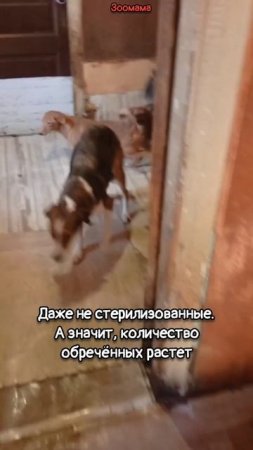 Спасение или бедствие? Пенсионерка завела 82 собаки и 12 кошек