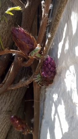 video_2025-04-29_16-18-28