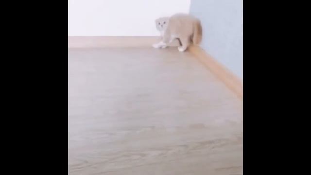 ПРИКОЛЫ - СМЕШНЫЕ КОТЫ И КОШКИ. ПОДБОРКА #1/Funny Cats Complation