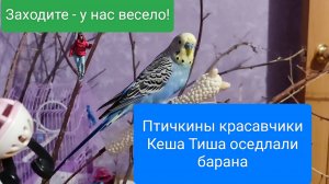 забавные Птичкины красавчики! оседлали барана и не только 😁😁