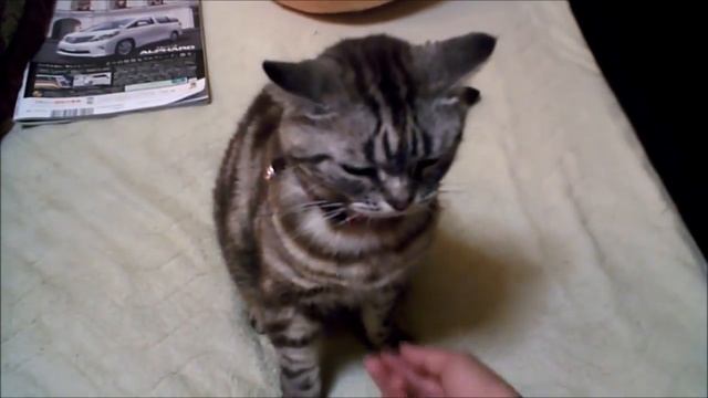 Grumpy cat 까다로운 고양이 Сердитый кот смотреть онлайн