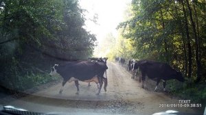 Коровы по дороге идут , прикол!