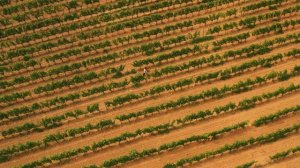 SIRIUS /// // Александр Васильев