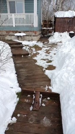 Из-за выпавшего снега птицам нечего есть
